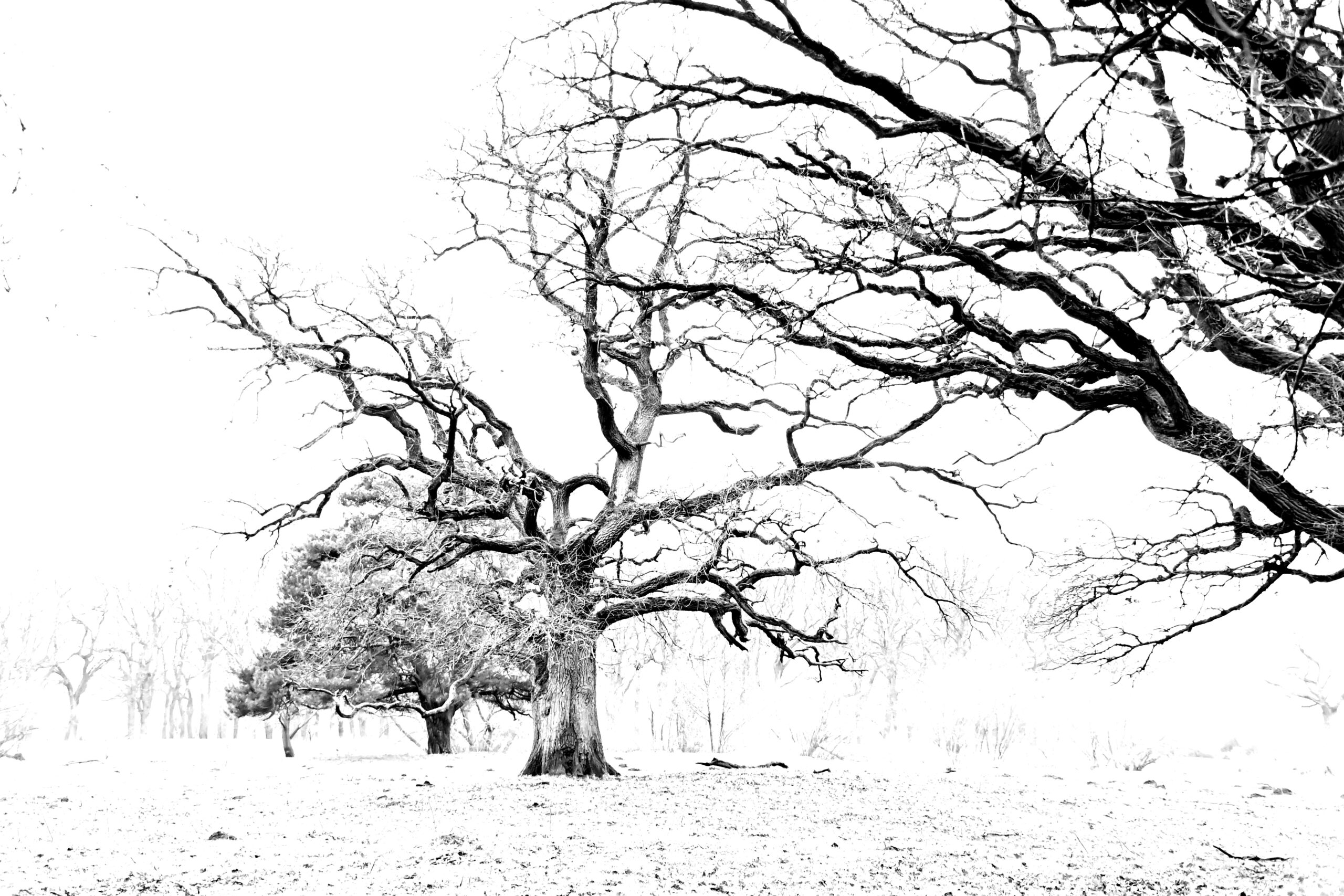 Mein Freund der Baum