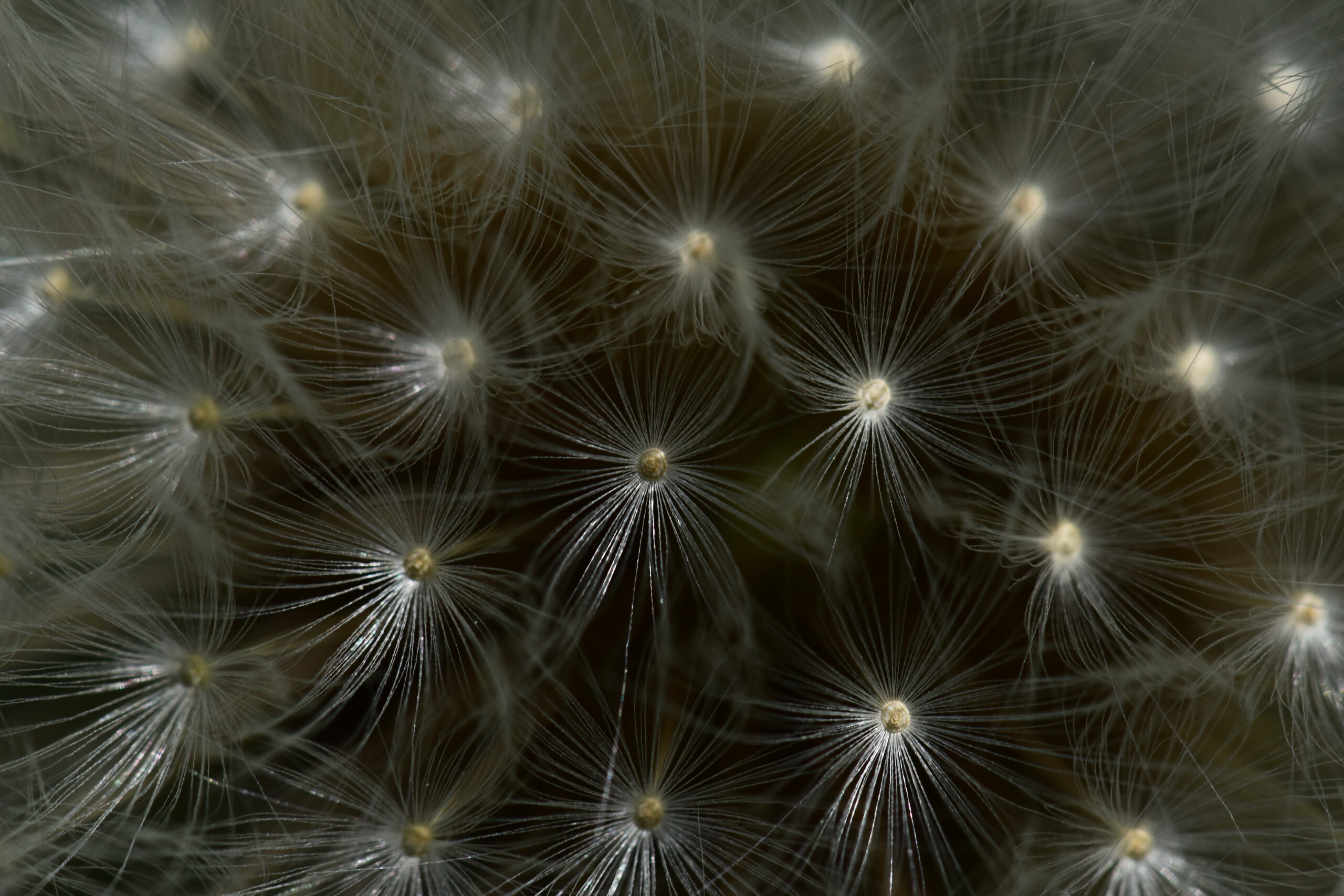 Pusteblume 1