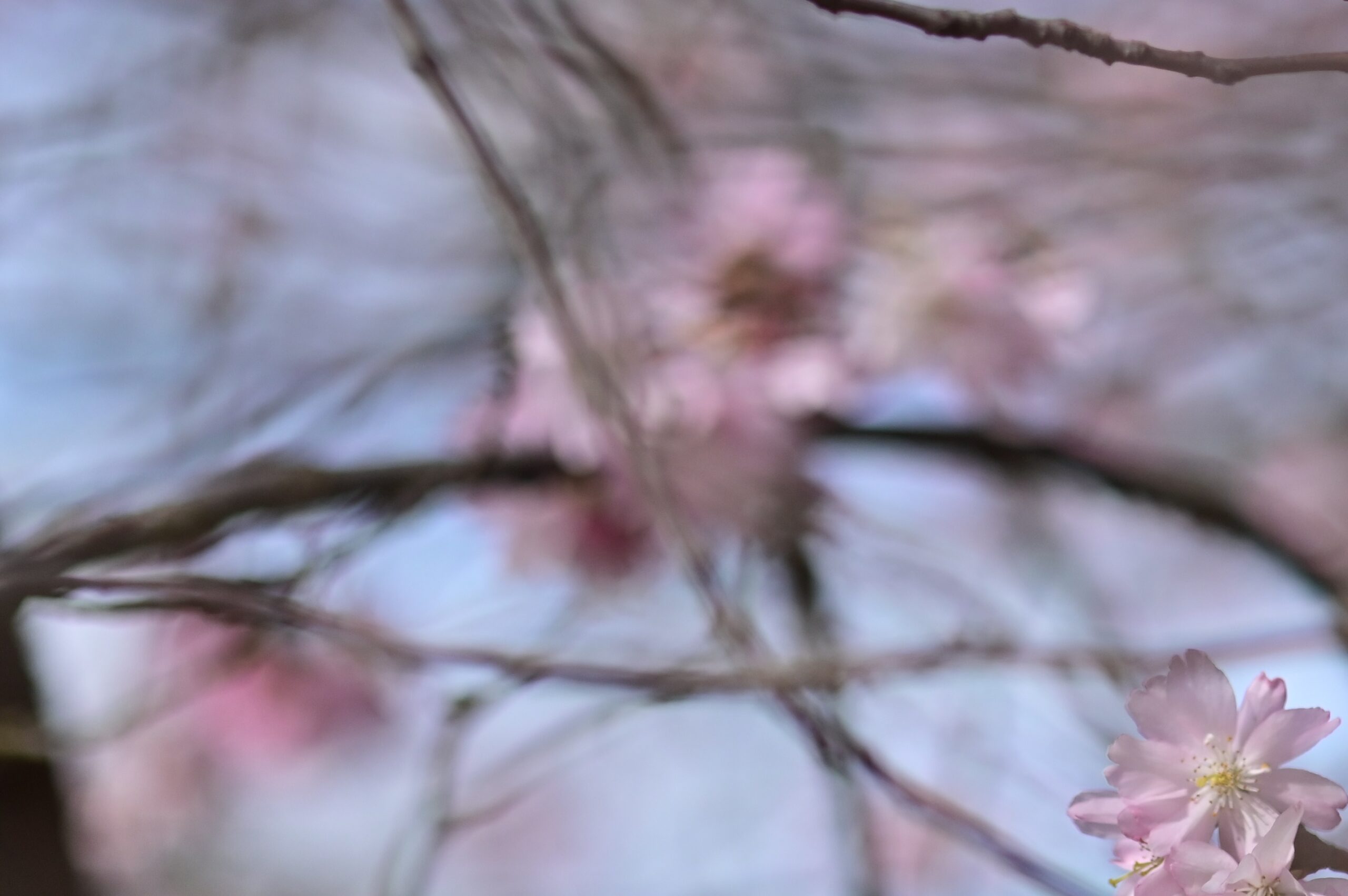 Kirschblüte