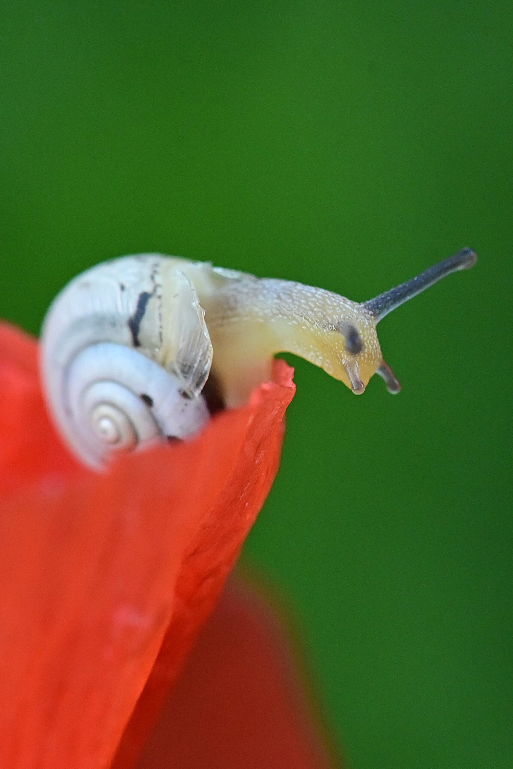 Schnecke