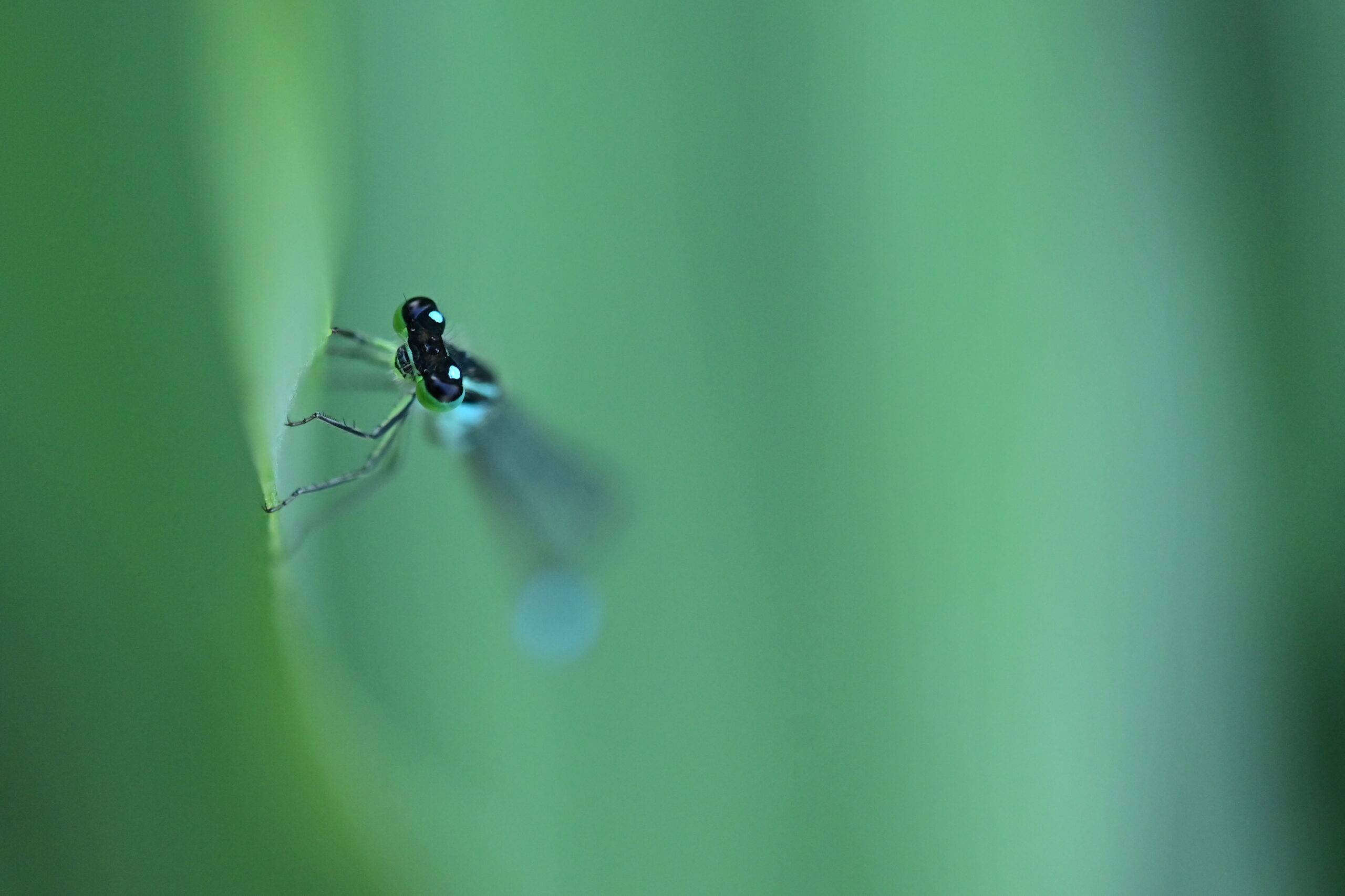 Libelle 1
