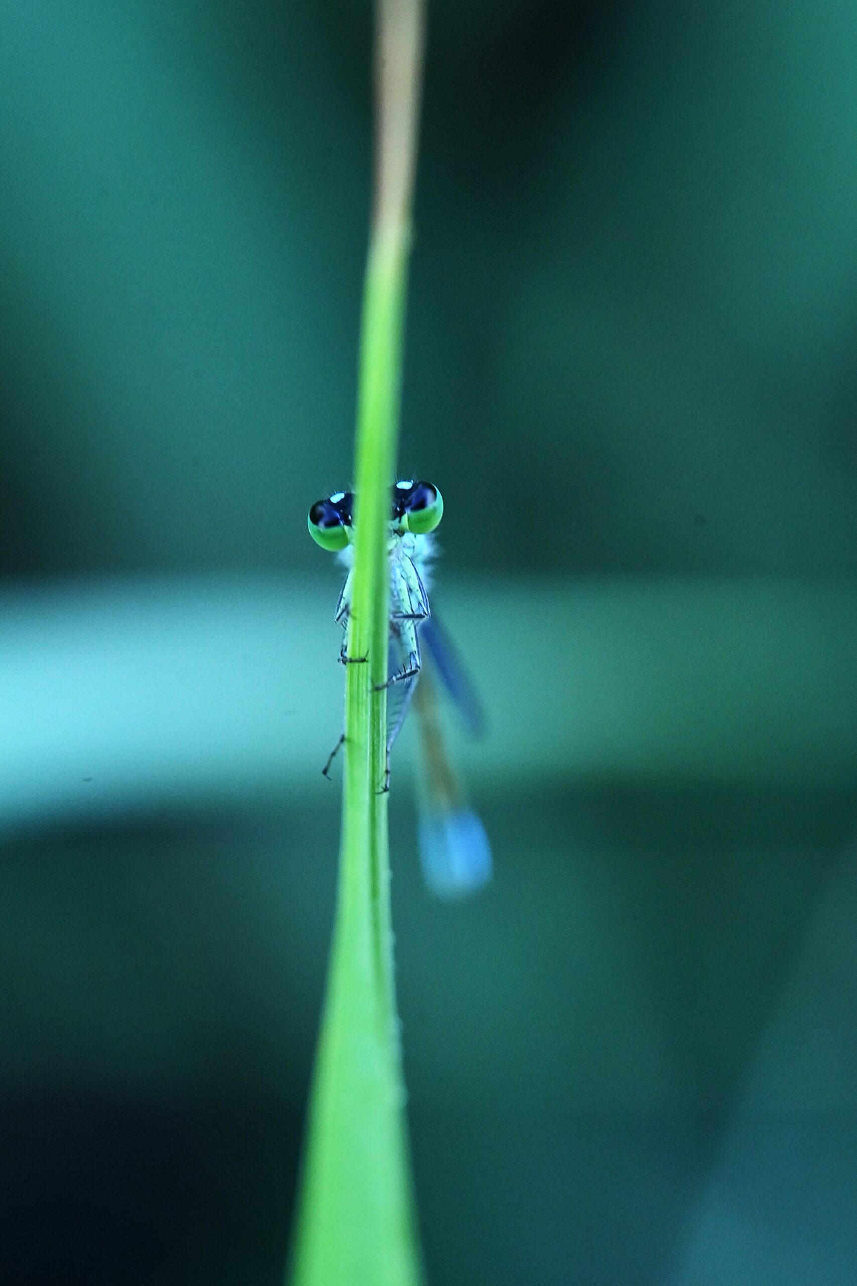 Libelle 2