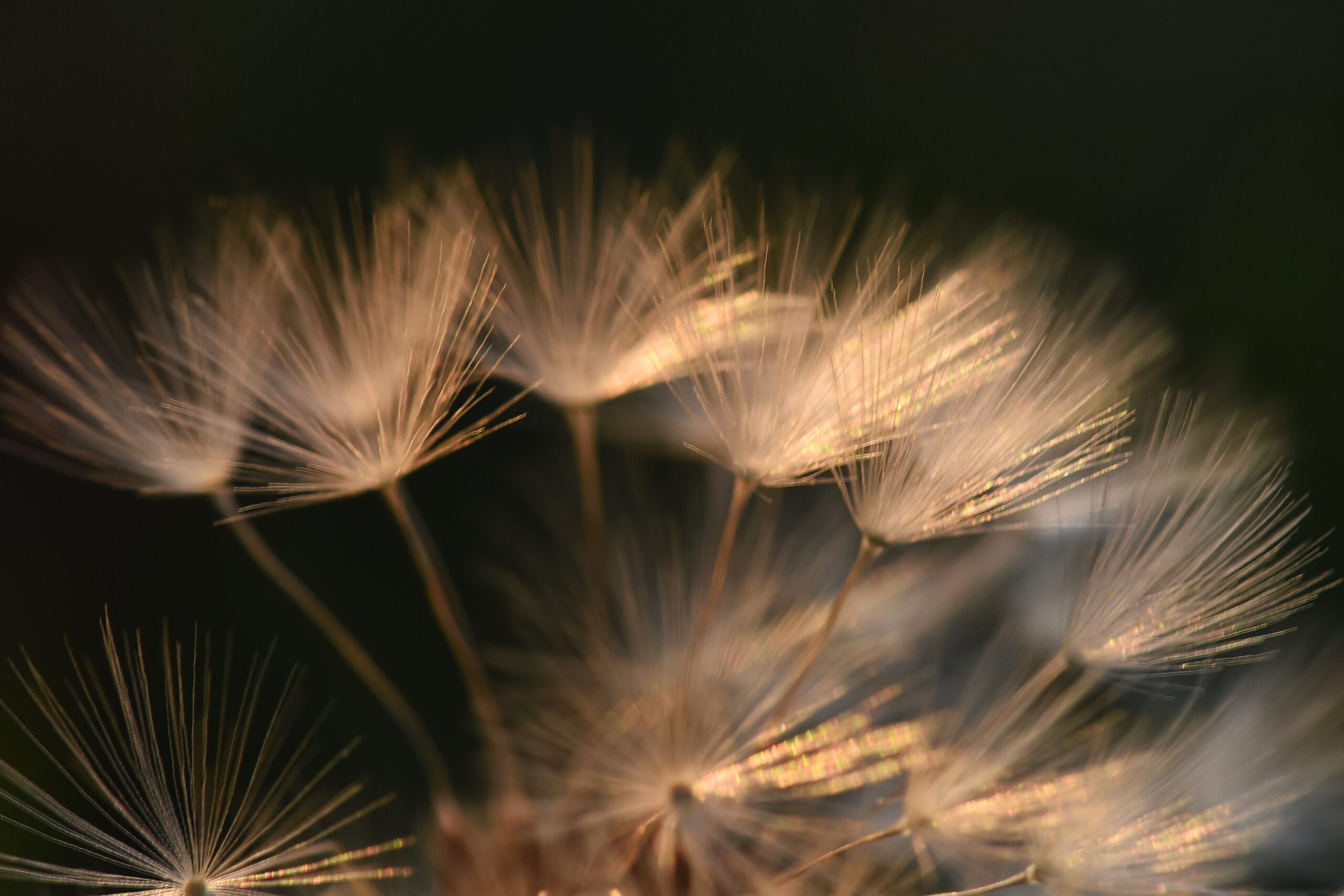 Pusteblume 2