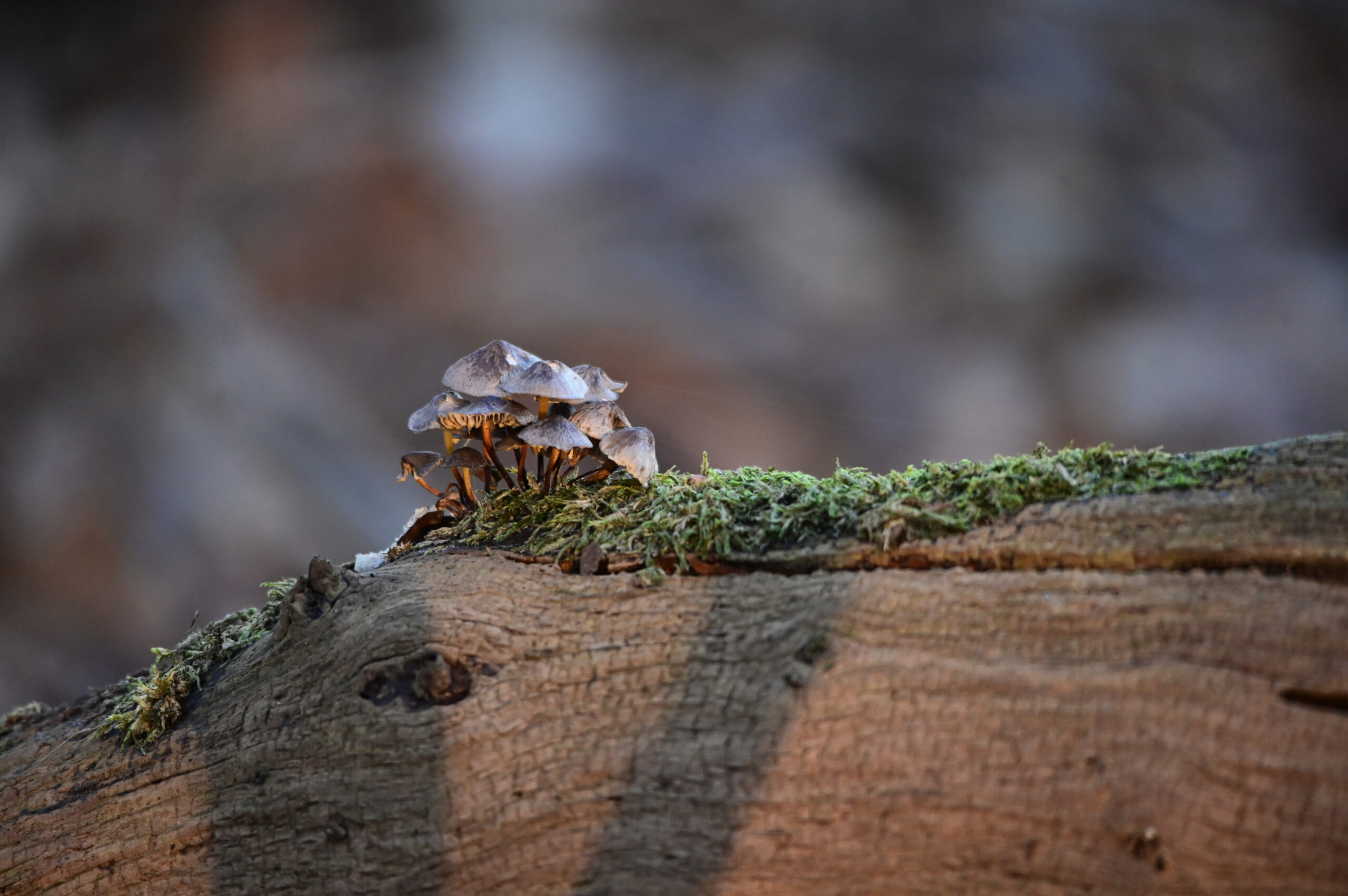 Mein Kindheitswald