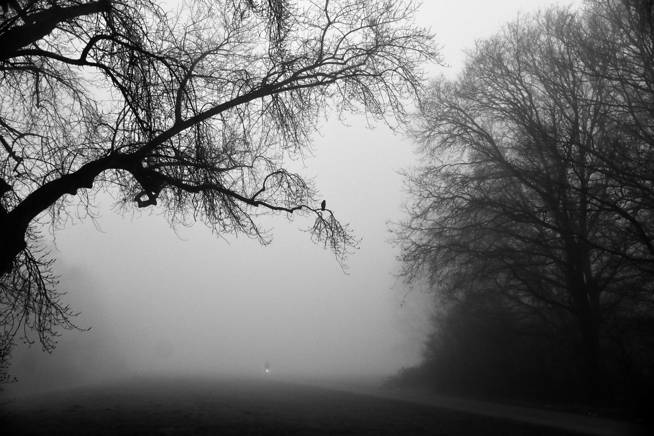 Nebel