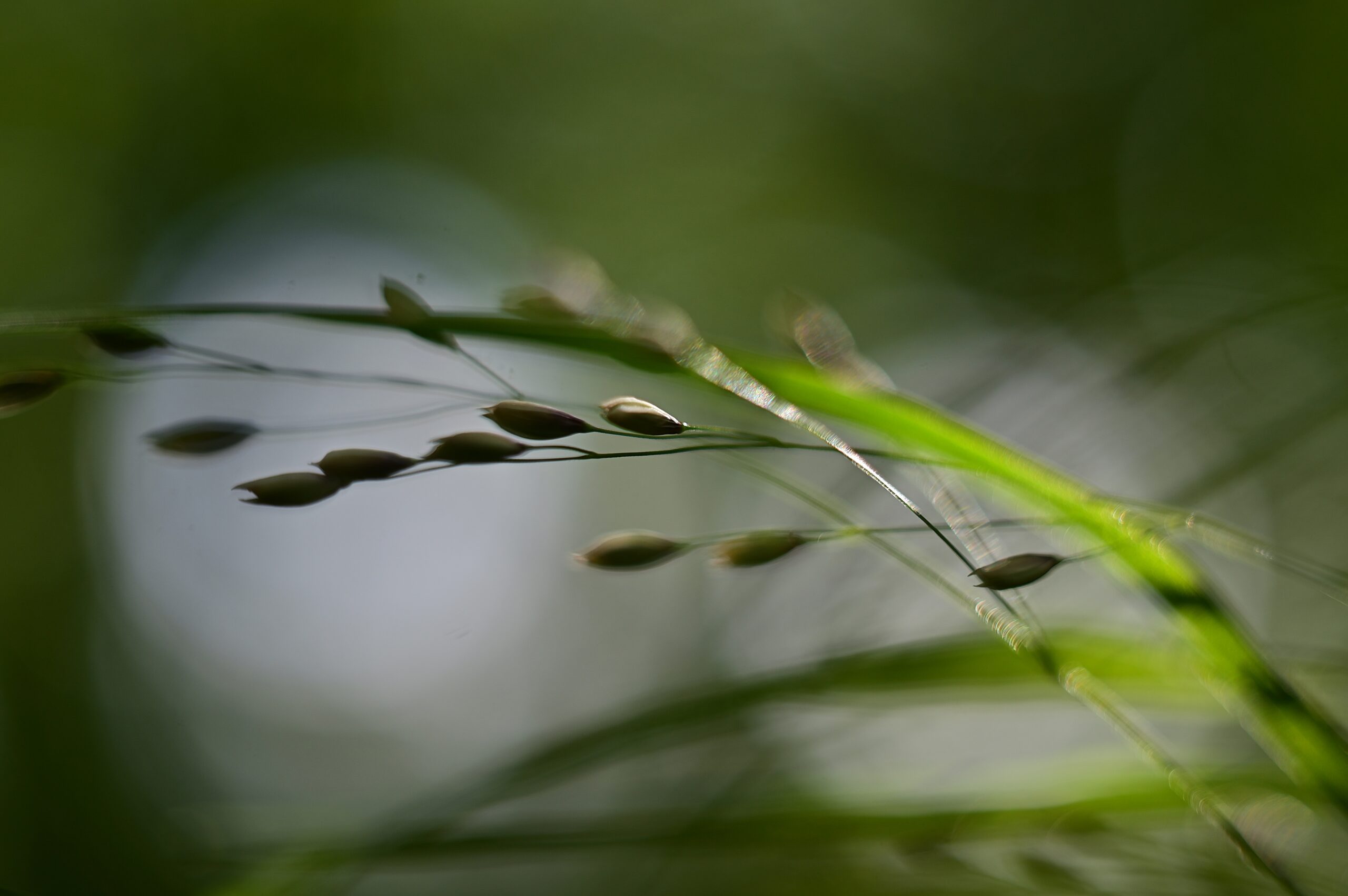 Helios 44/2